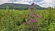 Bee stream area on the Albtrauf. The biogas flower mixture provides habitat and food for birds, insects and mammals. (Picture: Lea Streit)