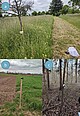 Impressions of the field studies. a) yellow pan trap and landing net in a meadow orchard; b) field margin and c) forest with sound recording devices. Pictures: Marit Kasten