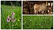 Pictures A and B are images from FFH hay meadows. Picture C is the stable of one of the respondents. All pictures were taken by Sarah Graf (enumerator team member) in Lörrach during data collection